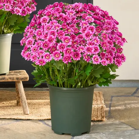 💥Last Day Each- Artificial Outdoor Sunset Mums Flowers - Waterproof, Windproof